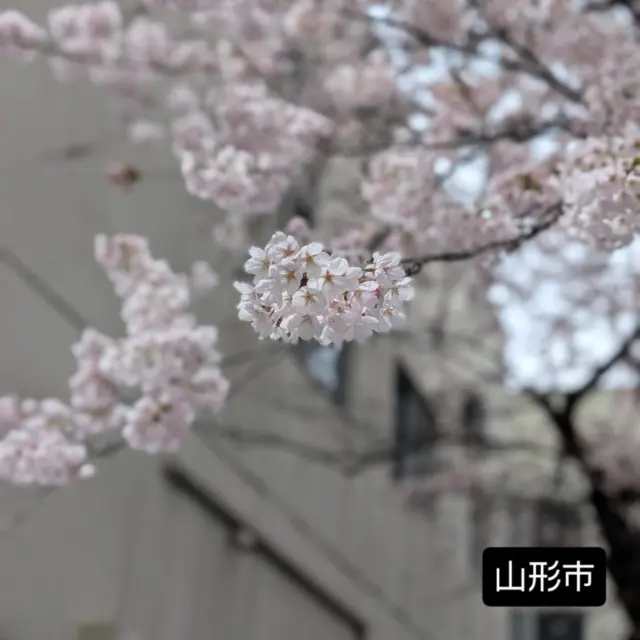 先日、雨上がりの桜🌸
春をしみじみ感じてます。
マルシェを6月にします。
今回は、マルシェで6日のみ、ワークショップもあるので、色々体験出来ると思います☺️

#aeaj認定アロマテラピーインストラクター 
#aeajアロマテラピーアドバイザー認定教室 
#アロマ
#山形市東原町 
#初夏の市inマルシェ